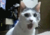 post-912-0-36335800-1449098859_thumb.gif